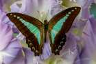 USA-Washington State-Issaquah Butterfly on flowers Art Print